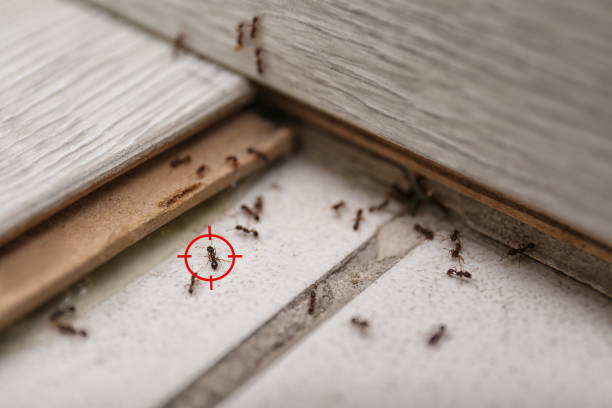 Best Spider Control Near Me  in Browns Mills, NJ