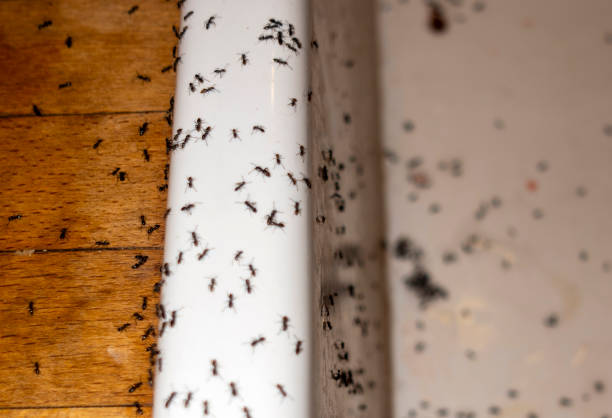 Best Insect Control  in Browns Mills, NJ