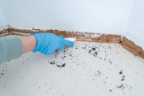 Best Rat Extermination Near Me  in Browns Mills, NJ